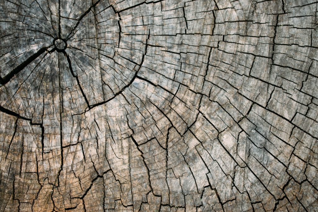 Old cracked tree stump texture background. Weathered wood texture with the cross section of a cut